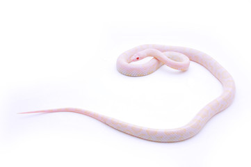 Pantherophis Guttatus Blizzard