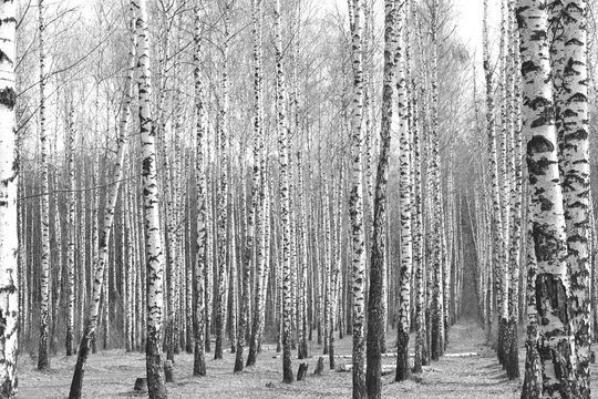 Fototapeta birch forest, black and white photo, beautiful landscape