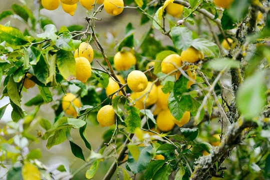 Close-up of lemons in lemon tree in spring