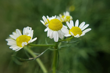 Obraz premium Kamille; Chamomilla recutita; Bluete, knospe, Heilpflanze