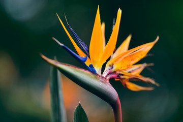 Close Blossoming Strelitzia Flower During