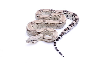 Boa constrictor imperator anery