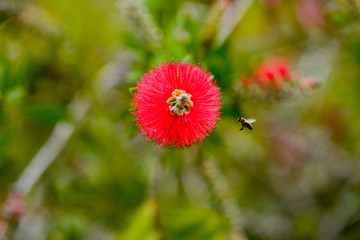 Bee flying to red flower during spring