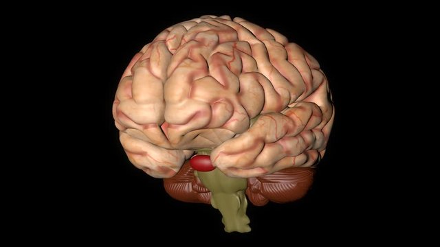 Animation of Human Brain Gyrating on Black Background
