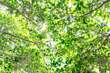 Fototapeta na wymiar Background of bright tree leaves