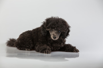 Black puppy poodle 