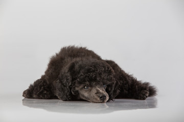 Black puppy poodle 