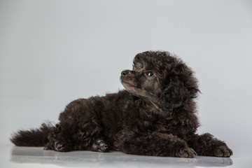 Black puppy poodle 