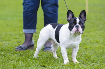Fototapeta premium Boston terrier