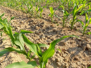 Corn plants on corn field during sunny day