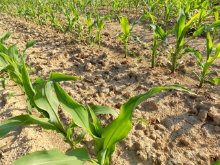 Corn plants on corn field during sunny day © majo1122331