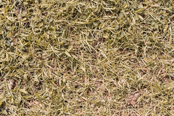 field of dry yellow grass texture.CR2