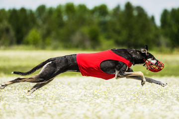 Sighthounds lure coursing competition