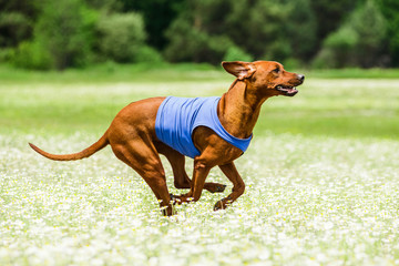 Rhodesian Ridgeback lure coursing competition