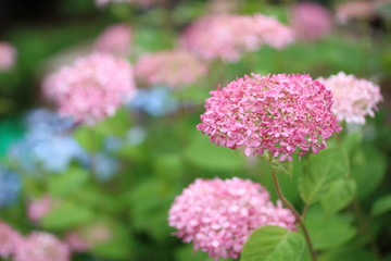 Obraz premium 癒しの紫陽花