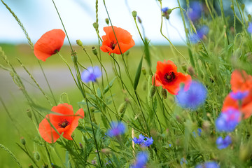 Poppy and cornflowers on a summer meadow - obrazy, fototapety, plakaty