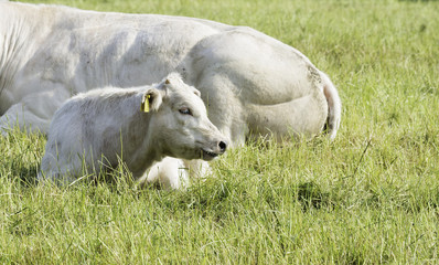 Obraz premium cow and calf in the green grass