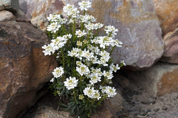 Schleifenblume, cardinal, Iberis, sempervierens