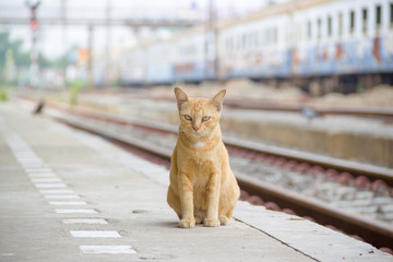 cat sit near the railway train.