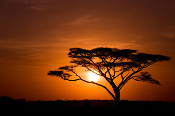 Fototapeta na wymiar Acacia Tree against sunrise in the Serengeti in Tanzania