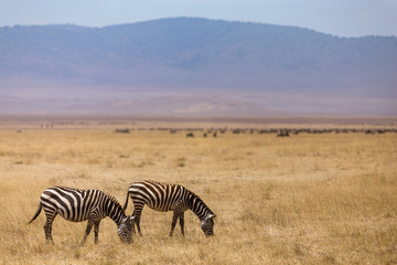 Fototapeta na wymiar Grazing Zebras in the Ngorongoro Crater in Tanzania