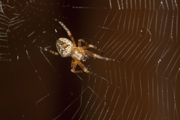 spider on web