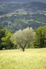 Fototapeta na wymiar young olive tree