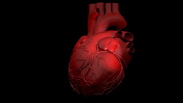 Animation of a human heart gyrating on black background