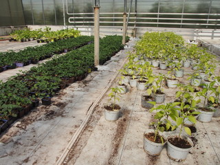Рассада перцев и томатов
