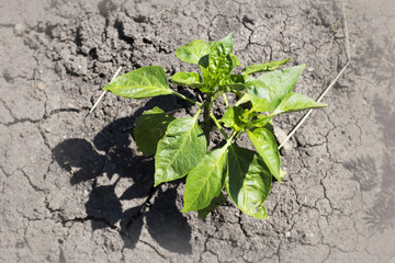 pepper plant on dry soil