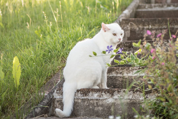 handicapped white cat - amputated ear 
