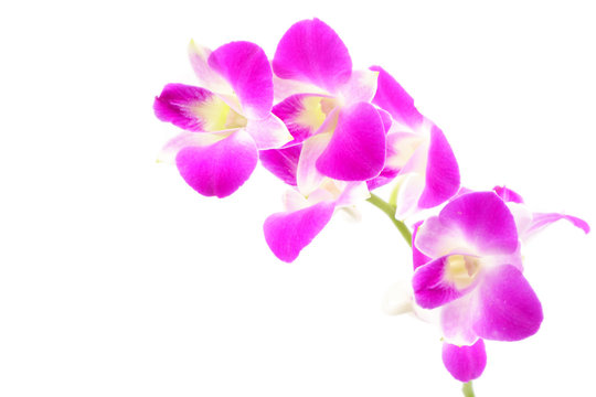 Orchid flower head bouquet isolated on white background