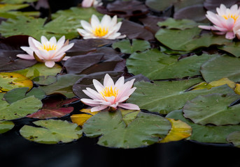 Lotus flowers on water