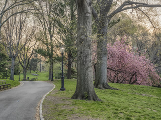 Central Park, New York City with Japanese Cherry trees