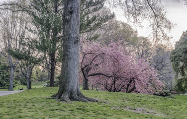 Central Park, New York City with Japanese Cherry trees