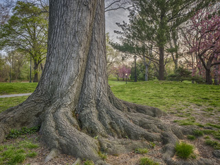 Central Park, New York City with Japanese Cherry trees © John Anderson