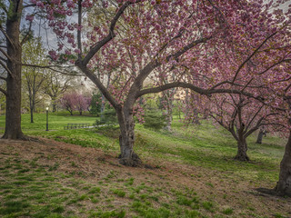 Central Park, New York City with Japanese Cherry trees