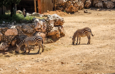 Fototapeta na wymiar Zebras in Biblical Zoo in Jerusalem, Israel