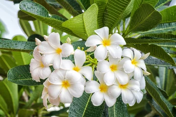 Stof per meter Witte frangipanibloem of witte plumeriabloemen op boom, Witte frangipanibloem met regendaling na regenachtige, verse witte plumeria met dauw © peangdao