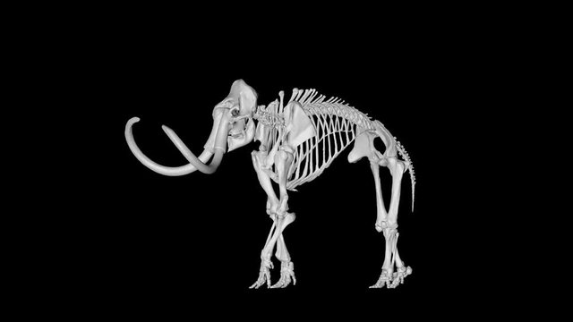 Animation of skeleton mammoth elephant gyrating 360 degree on black background