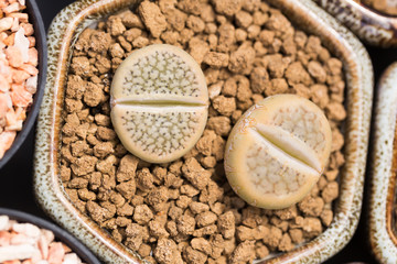 Lithops Cactus in hexagon pot