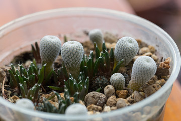 Epithelantha micromeris and Ariocarpus kotschoubeyanus cactus