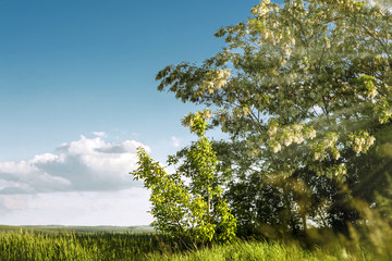 Obraz premium Acacia tree in solar beams