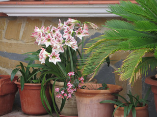 Flower pots on Patio