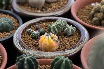 Gymnocalycium variegata cactus