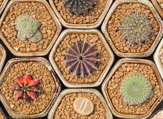 Cactus in heagon pot, close-up in top view