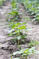 Field of young sunflower
