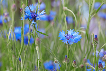 Cornflowers, Centaurea cyanus, blue flowers macro background