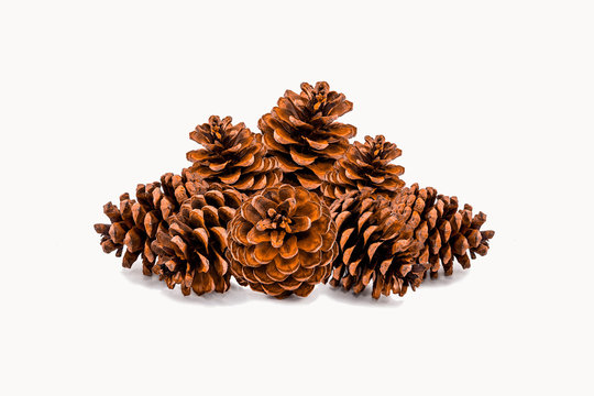 Group of pine cones on white background