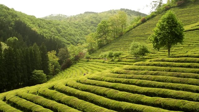 Beautiful green tea field in Boseong, South Korea 